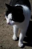 gato preto e branco foto