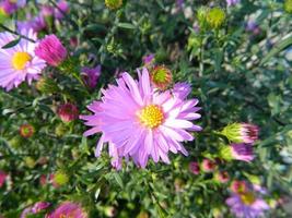 crisântemos rosa crescendo no jardim. flores de crisântemo lindas rosa frescas. foto