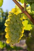 close-up de uvas para vinho crescendo na videira foto