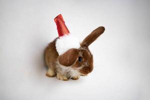 um coelhinho fofo em um chapéu de Papai Noel está sentado em um fundo branco. o conceito do ano novo, páscoa. 2023 ano do coelho de água preta foto