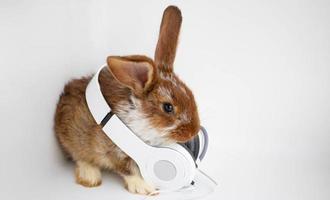 um coelho marrom-avermelhado em fones de ouvido brancos senta-se em um fundo branco. foto