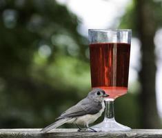 pássaro com uma taça de vinho