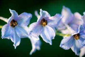 flores azuis delphinium na natureza