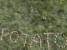 batatas na grama verde. palavra batata forrada com legumes. alfabeto comestível feito de batatas. letras de vegetais. produtos veganos foto