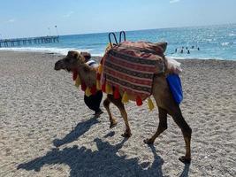 camelo com corcundas turista do deserto em roupas bonitas para o entretenimento dos turistas perto do mar em um resort tropical quente do sul do país oriental foto