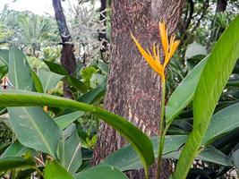 helicônias são uma das plantas mais tropicais. é obrigatório ter no jardim para criar um paraíso tropical foto