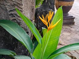 helicônias são uma das plantas mais tropicais. é obrigatório ter no jardim para criar um paraíso tropical foto