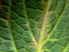 folhas de couve lombarda são verde-claro perto textura de fibra orgânica enrugada. adequado para fundo de papel de parede foto
