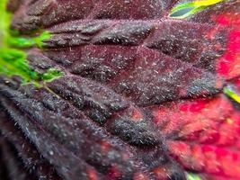 textura de coleus vermelho com talos vermelhos adequados para fundo foto