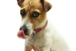 cachorro com língua de fora foto