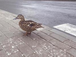 pássaro selvagem no centro da cidade. o pato fica na calçada esperando a passagem do transporte. passagem de pedestres para pessoas e pássaros. segurança na estrada foto