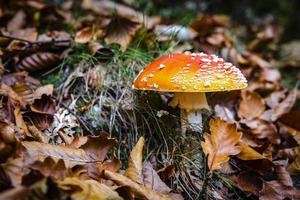 detalhe de cogumelo venenoso com folhas de floresta seca foto