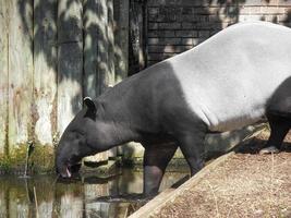 tapirus indicus visto em um zoológico 1 foto