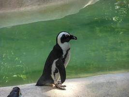 pinguim preto branco em pé perto de uma piscina foto