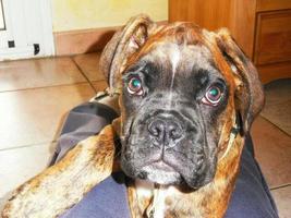 closeup de retrato de cachorro boxer 2 foto