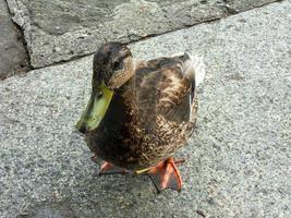 fêmea de pato-real marrom em pé no chão foto