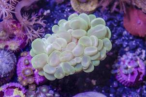 coral de fantasia subaquático