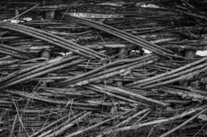 cerca feita de tábuas de galhos de árvores foto