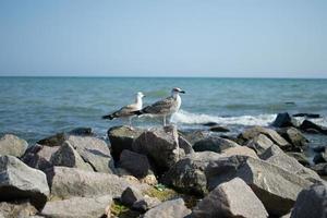 uma gaivota senta-se em uma pedra contra o pano de fundo do mar foto
