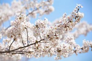 flor de cerejeira sakura em tokyo japão na temporada de sakura 2014 foto