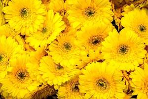 buquê de flores amarelas foto