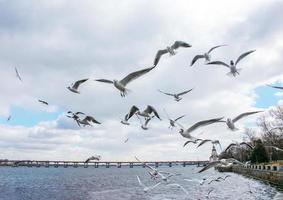 as gaivotas voando livremente no céu e procurando a comida. foto