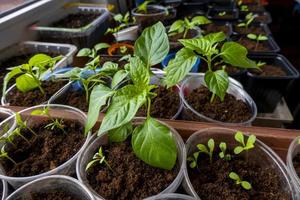 mudas crescem em uma panela em casa. mudas germinadas são plantadas em uma bandeja preta e regadas com um regador. foto