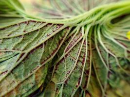 folhas de couve lombarda são verde-claro perto textura de fibra orgânica enrugada. adequado para fundo de papel de parede foto