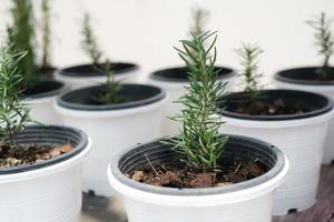 muitas plantas de alecrim em vaso no jardim. o alecrim é um arbusto perene perene com flores azuis. é uma erva aromática e instintiva com um sabor doce e resinoso. foco selecionado. foto