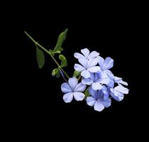 plumbago branco ou flores de chumbo. feche o buquê de flores azuis isolado no fundo preto. bando de flores exóticas de vista superior. foto