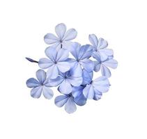 plumbago branco ou flores de chumbo. feche o buquê de flores azuis isolado no fundo branco. bando de flores exóticas de vista superior. foto