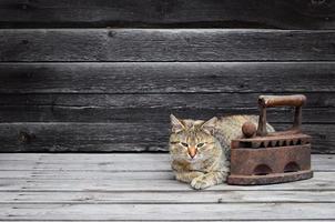 um gato grosso está localizado ao lado de um ferro de carvão velho pesado e enferrujado em uma superfície de madeira foto