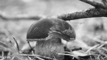 castanha, boné marrom. cogumelo no chão da floresta com musgo e agulhas de pinheiro. foto