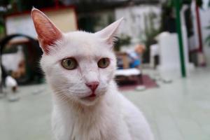 gato de cabelo branco tem olhos amarelos. gatinho fofo está sentado e procurando algo. foto