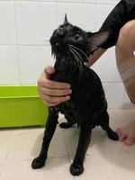 gato preto no banheiro. processo de banho, despejar água, gato molhado assustado, procedimentos de higiene. bom dia conceito. pet care e banho. gato molhado. garota lava gato no banho. gatinho molhado. foto