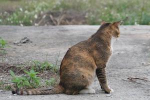 gato malhado marrom vadio está sentado. gato vadio ou animal vadio ao ar livre. foto