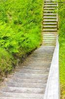 trilha de madeira e escadas na natureza e floresta na alemanha. foto