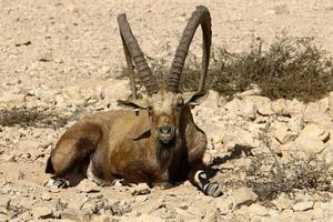 cabras selvagens da montanha no sul de israel. foto