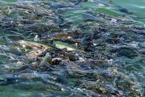 peixes nadam na água do mar na costa mediterrânea. foto