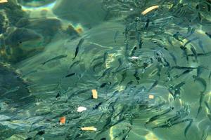 peixes nadam na água do mar na costa mediterrânea. foto