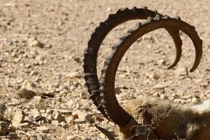 cabras selvagens da montanha no sul de israel. foto