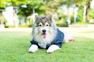 cão husky siberiano com roupas foto