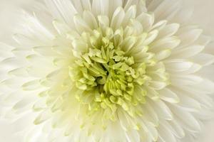 macrofotografia. nitidez selecionada. linda flor de close-up de crisântemo branco puro e delicado. textura vegetal foto