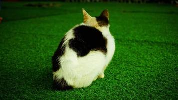 um gato com listras pretas e brancas está sentado na grama verde com sobreposição de desfoque foto