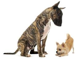 bull terrier e cachorro chihuahua