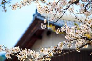 temporada de sakura em kaizu osaki, japão foto