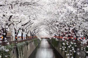 túnel de flor de cerejeira
