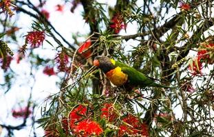 arco-íris lorikeet é uma espécie de papagaio, procurando comida de flor de escova de garrafa vermelha na primavera em um jardim botânico. foto