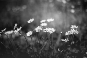 belo close-up de flores de margarida preto e branco sobre fundo desfocado escuro artístico. natureza abstrata flores brancas e folhagem de campo de bokeh preto. linda flor de margarida monocromática foto