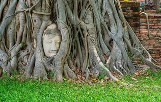 estátua de cabeça de buda com raízes de árvores bodhi presas em wat mahathat foto